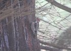 Red-naped Sapsucker (5)