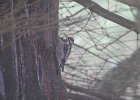 Red-naped Sapsucker (6)