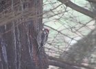 Red-naped Sapsucker (8)