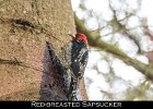 047 - 544 Red-breasted Sapsucker
