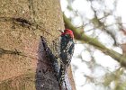 Red-breasted Sapsucker (1)