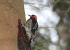 Red-breasted Sapsucker (10)
