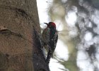 Red-breasted Sapsucker (11)