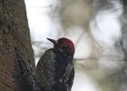 Red-breasted Sapsucker (12)