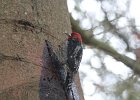 Red-breasted Sapsucker (13)