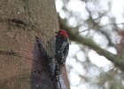 Red-breasted Sapsucker (14)