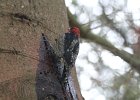 Red-breasted Sapsucker (15)
