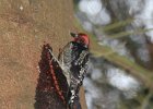 Red-breasted Sapsucker (16)