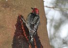 Red-breasted Sapsucker (18)