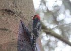 Red-breasted Sapsucker (2)
