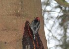 Red-breasted Sapsucker (20)