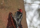 Red-breasted Sapsucker (23)