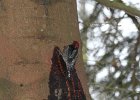 Red-breasted Sapsucker (24)