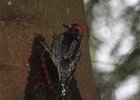 Red-breasted Sapsucker (25)