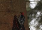 Red-breasted Sapsucker (26)