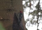 Red-breasted Sapsucker (27)