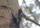 Red-breasted Sapsucker (3)