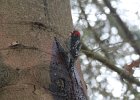 Red-breasted Sapsucker (4)