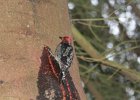Red-breasted Sapsucker (7)