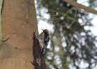 Red-breasted Sapsucker (8)