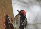 Red-breasted Sapsucker (9)