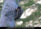 047 - 546 Ladder-backed Woodpecker