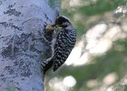 101Ladder-backed Woodpecker