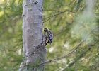 Ladder-backed Woodpecker (10)