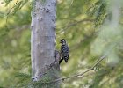 Ladder-backed Woodpecker (11)