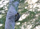 Ladder-backed Woodpecker (12)