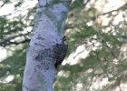 Ladder-backed Woodpecker (13)