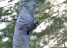 Ladder-backed Woodpecker (14)