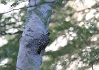 Ladder-backed Woodpecker (15)