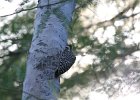 Ladder-backed Woodpecker (16)