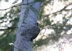 Ladder-backed Woodpecker (17)