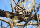 Ladder-backed Woodpecker (18)