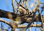 Ladder-backed Woodpecker (19)