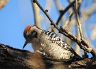 Ladder-backed Woodpecker (20)