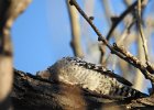 Ladder-backed Woodpecker (21)