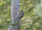 Ladder-backed Woodpecker (6)