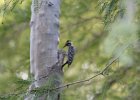 Ladder-backed Woodpecker (7)