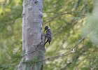 Ladder-backed Woodpecker (8)