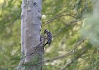 Ladder-backed Woodpecker (9)