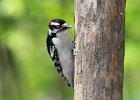101Downy Woodpecker (12)