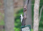 Down Woodpecker (6)