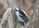 Downy Woodpecker (1)