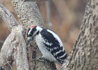 Downy Woodpecker (10)
