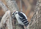 Downy Woodpecker (11)