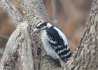 Downy Woodpecker (3)