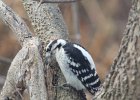 Downy Woodpecker (4)